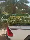 فسائل نخيل مثمرة ممتازة 0