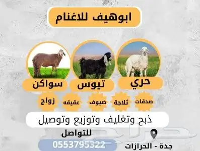 للبيع طليان ورخال 0