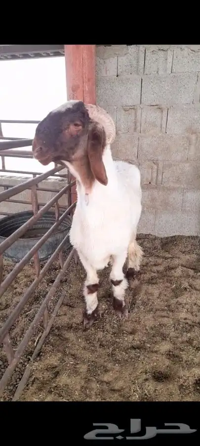 جذع فاخر صنف فحل نعيمي 2