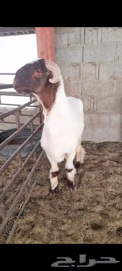 جذع فاخر صنف فحل نعيمي 1