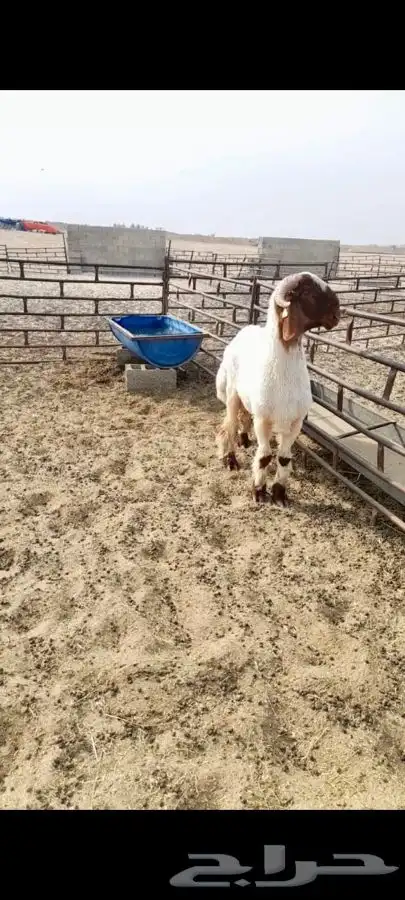 جذع فاخر صنف فحل نعيمي 3