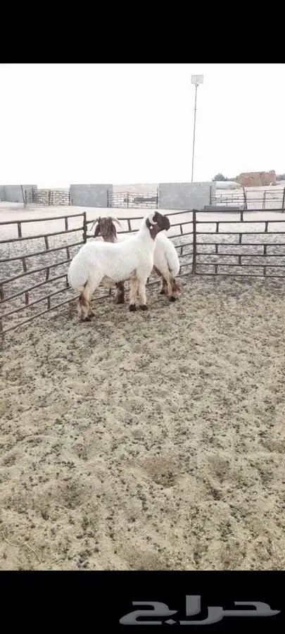 جذع فاخر صنف فحل نعيمي 4