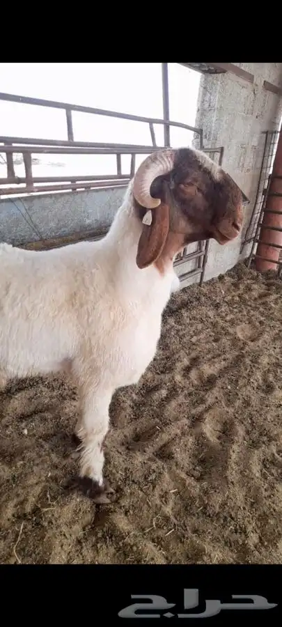 جذع فاخر صنف فحل نعيمي 0