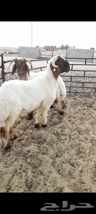 جذع فاخر صنف فحل نعيمي 5