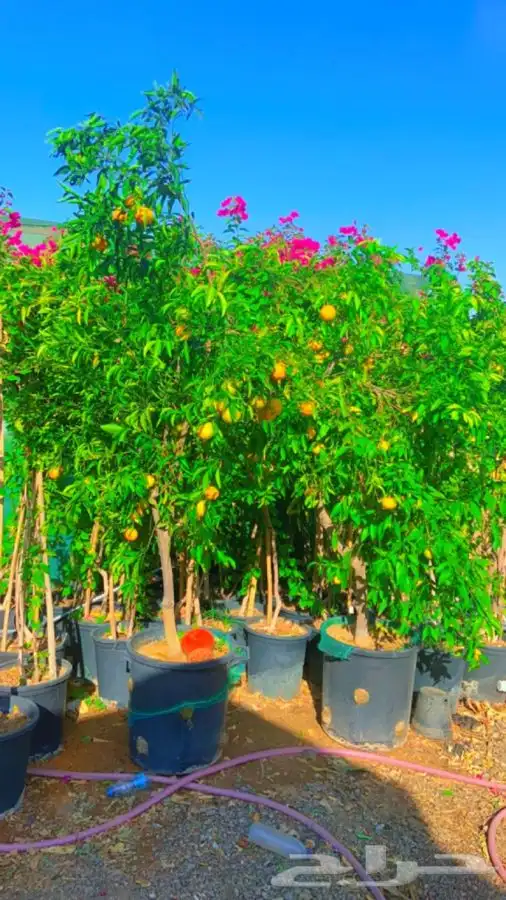 اشجار شتلات يوسف افندي 0