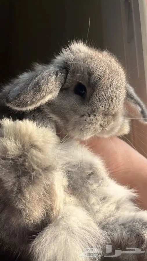 ارنب هولندلوب 0