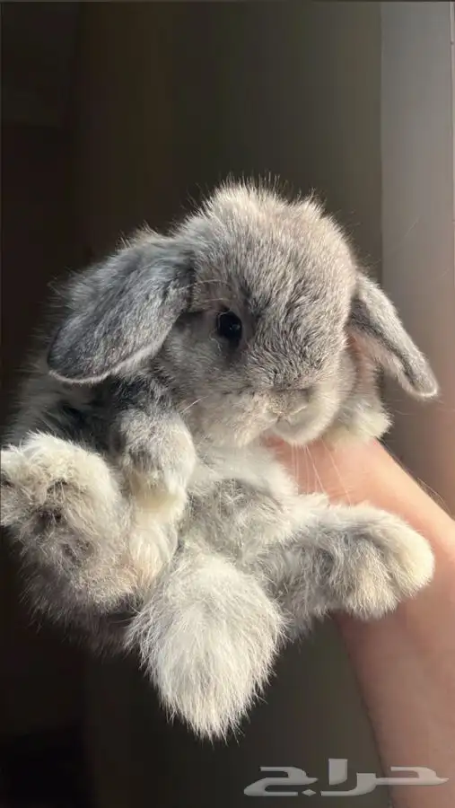 ارنب هولندلوب 1