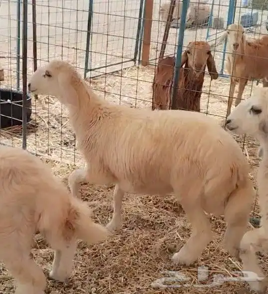 للبيع طليان ورخال 4