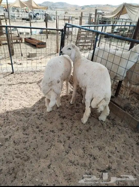 للبيع طليان ورخال 3