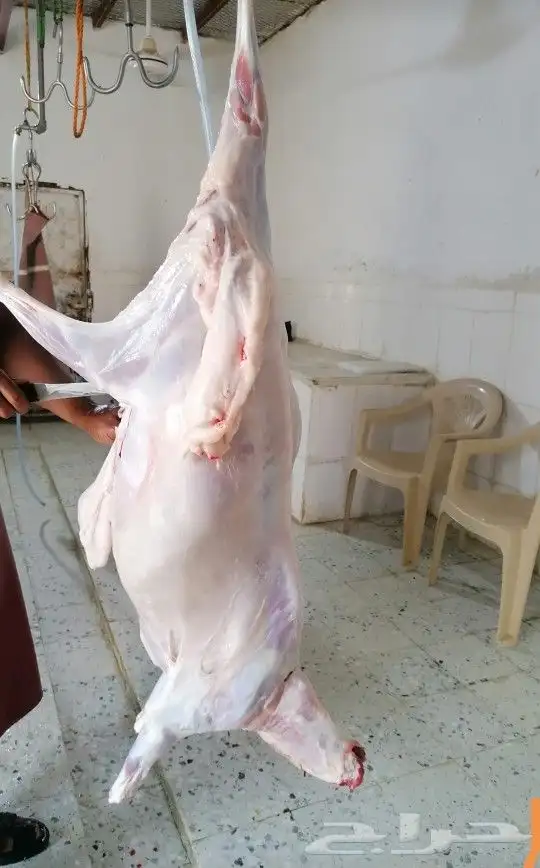 للبيع طليان ورخال 5