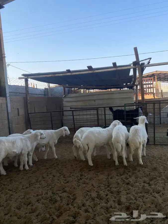 خرفان حريات 6