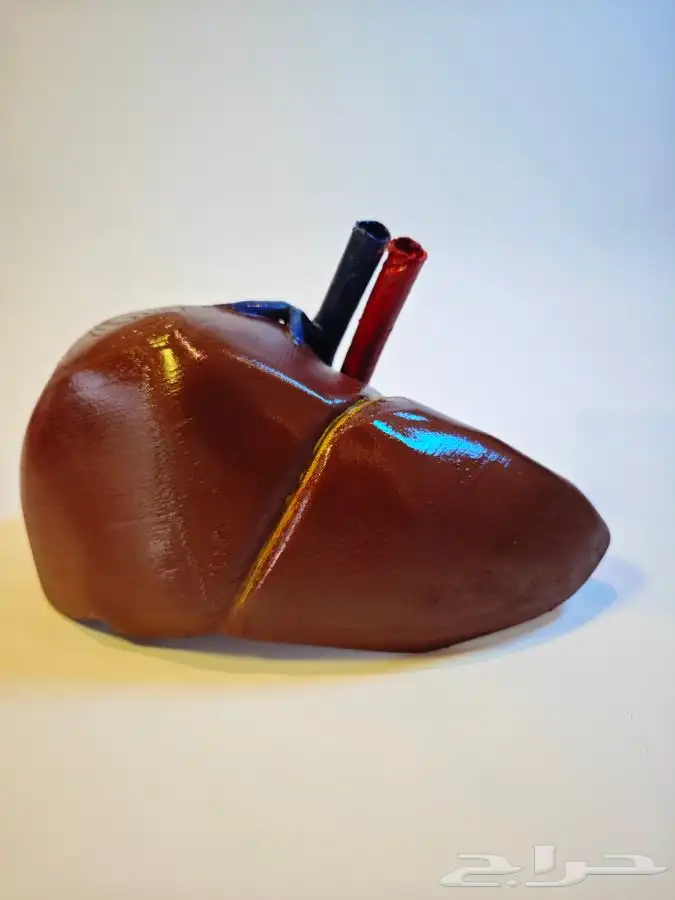 تصميم وطباعة ثر دي لمجسمات الطبية على حسب الطلب بجودة عالية 1