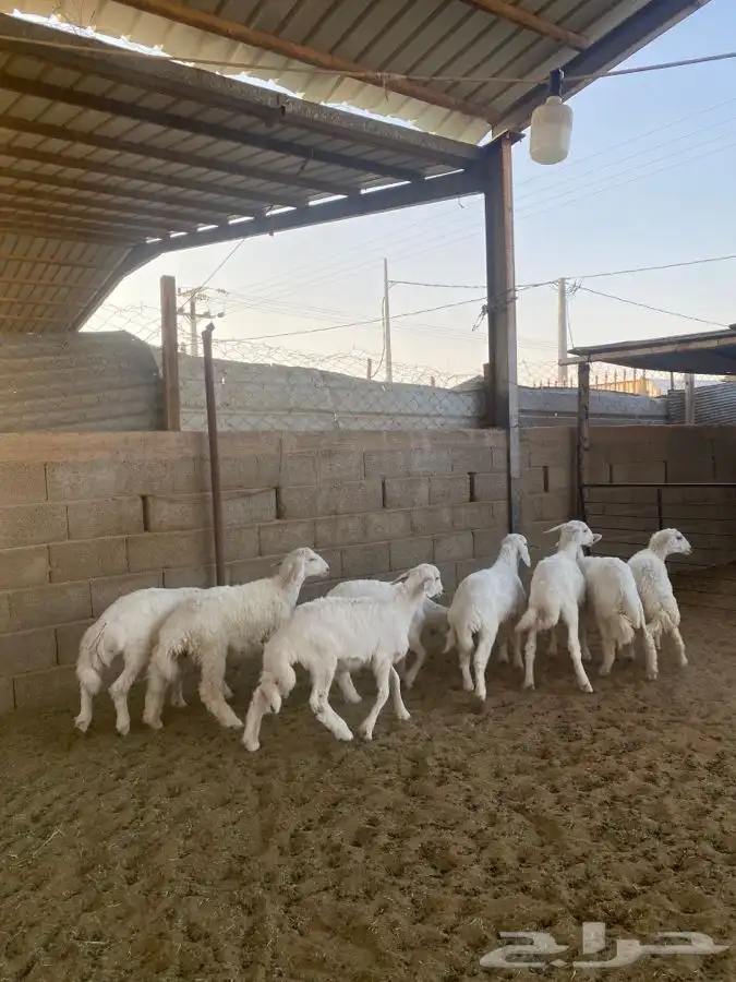 خرفان حريات 1