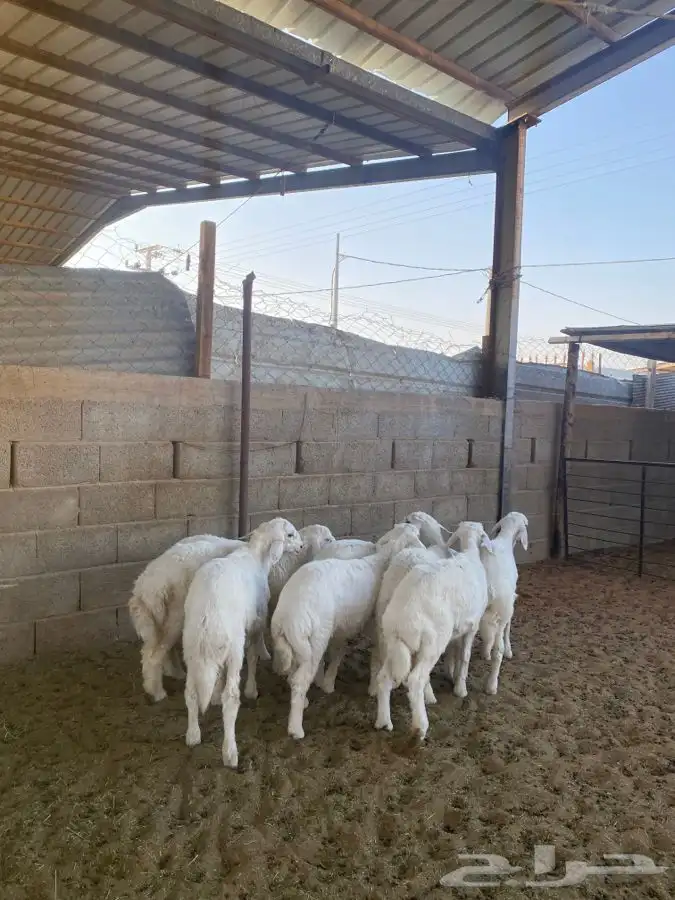 خرفان حريات 9