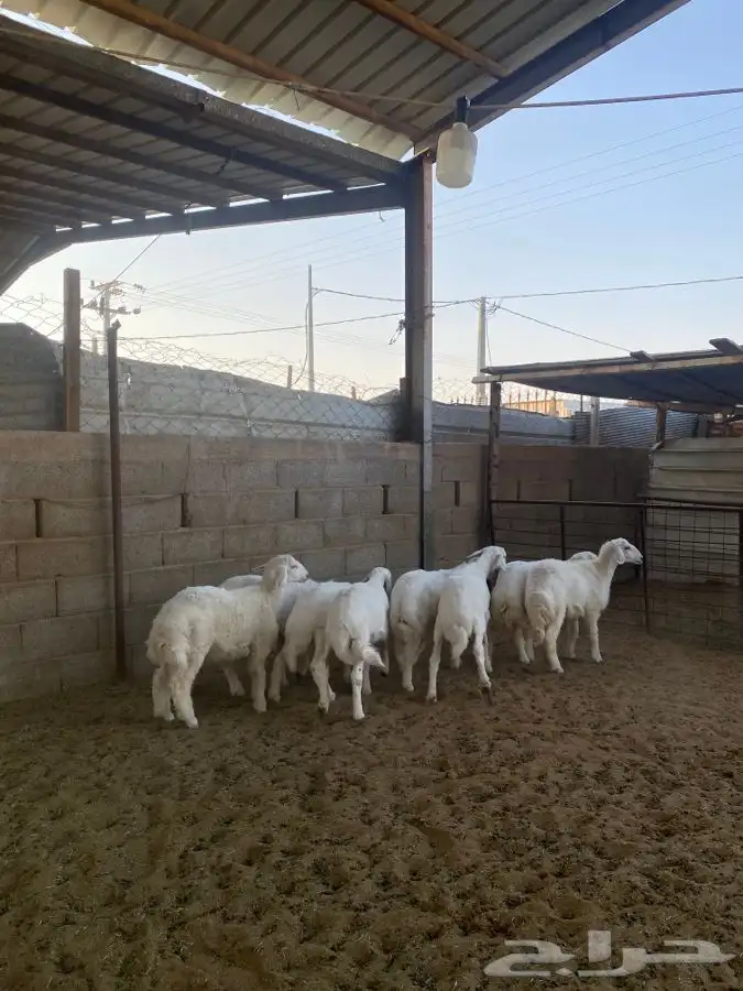 خرفان حريات 0