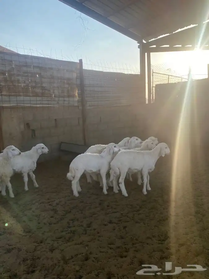 خرفان حريات 4