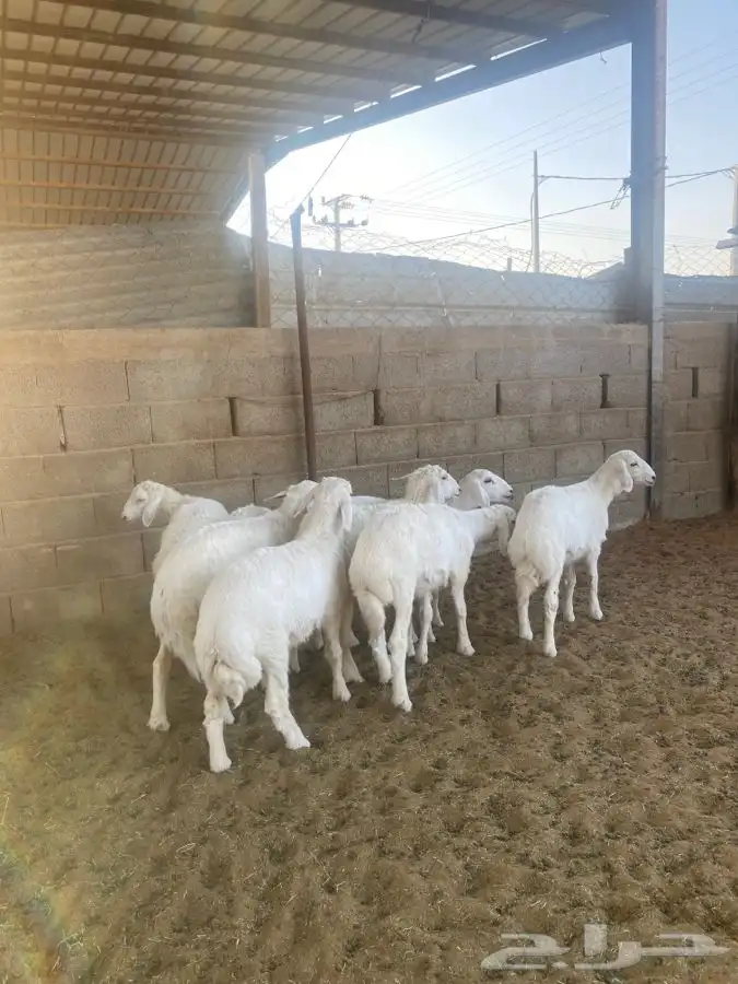 خرفان حريات 8