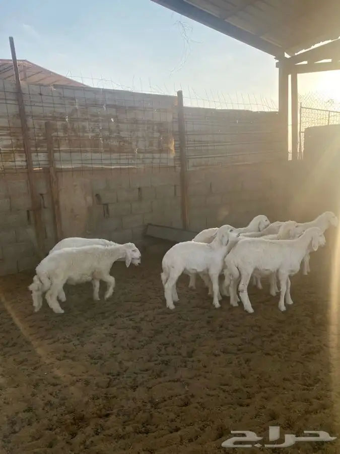 خرفان حريات 2