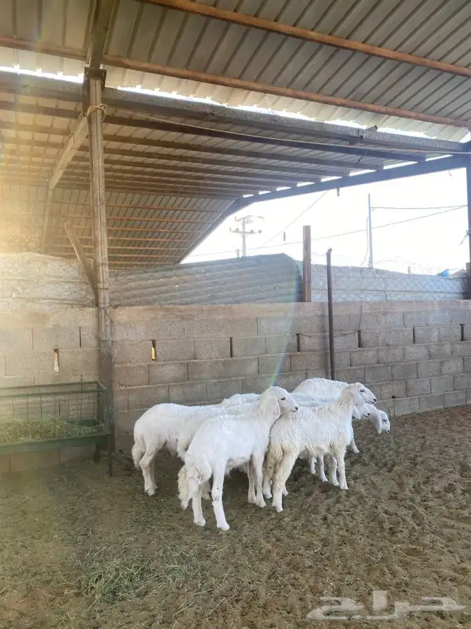 خرفان حريات 3