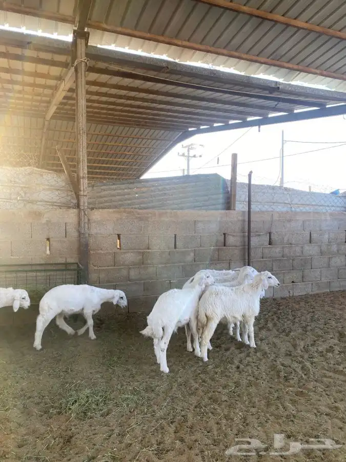 خرفان حريات 7