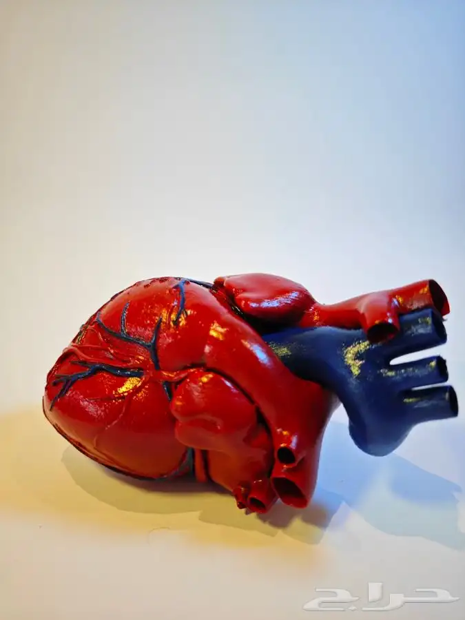 تصميم وطباعة ثر دي لمجسمات الطبية على حسب الطلب بجودة عالية 6