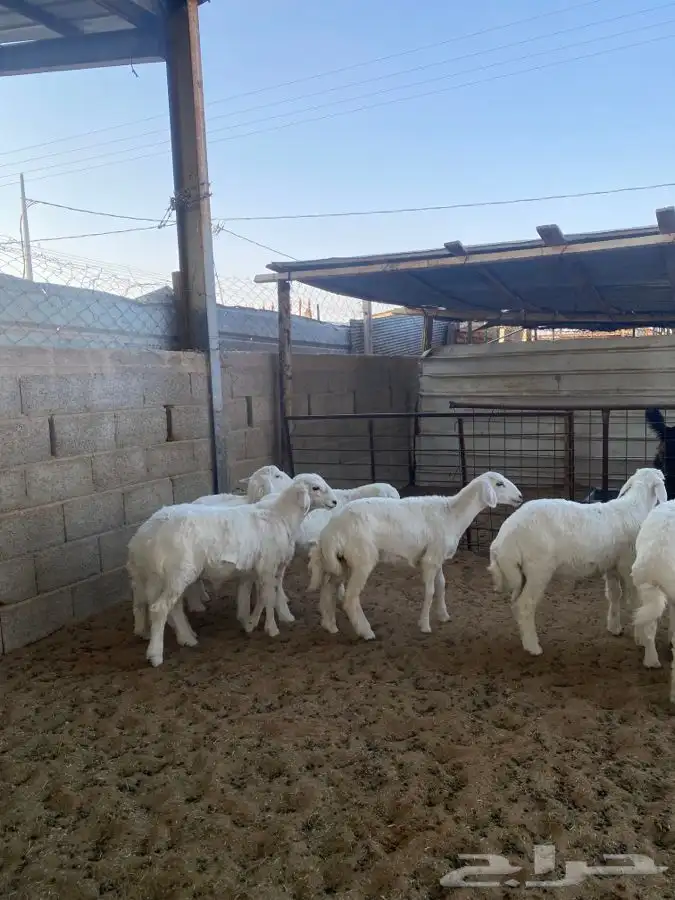 خرفان حريات 5