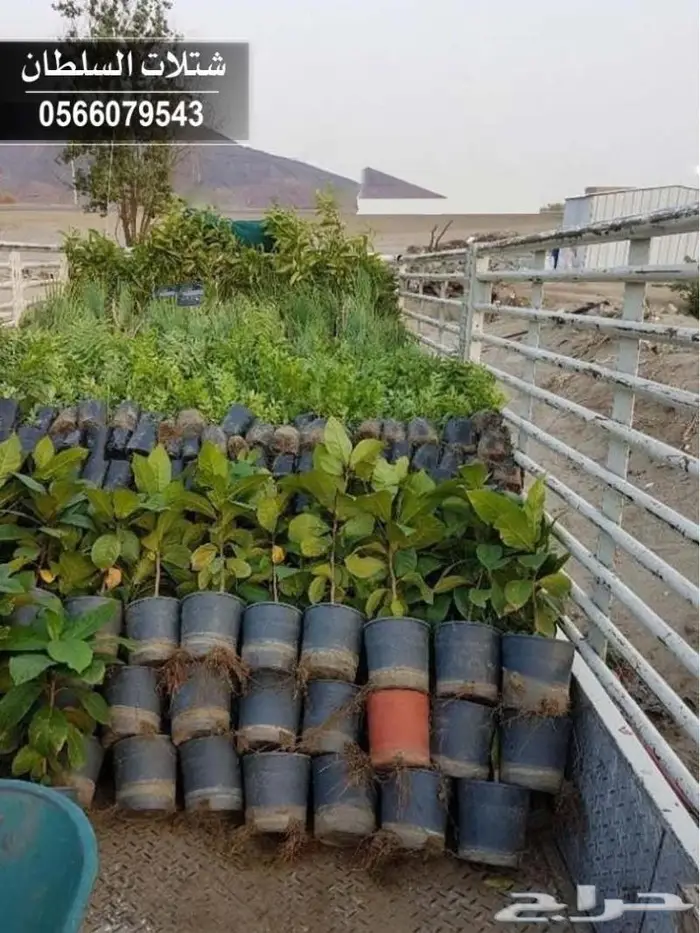 العرض الأقوى للشتلات الزراعية 8