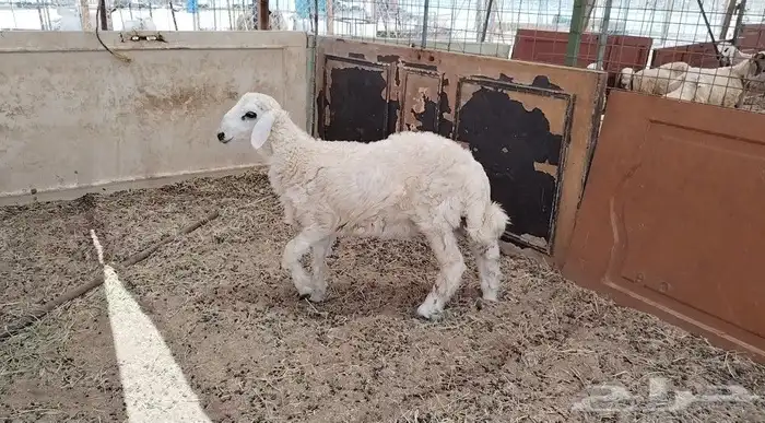 للبيع طليان ورخال 1