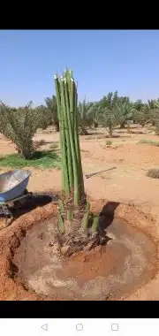 جميع انواع انخيل عربي واشنطني 5