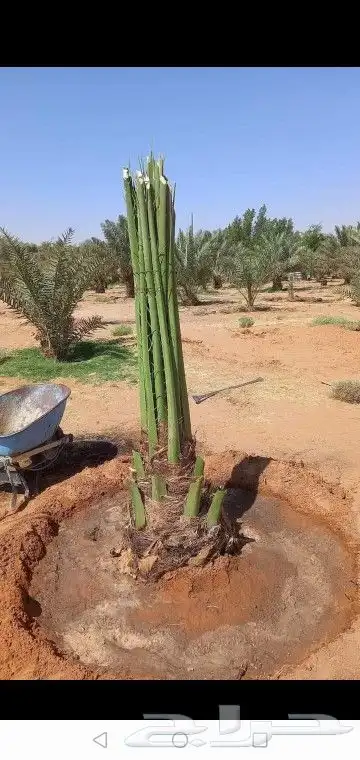 جميع انواع انخيل عربي واشنطني 2