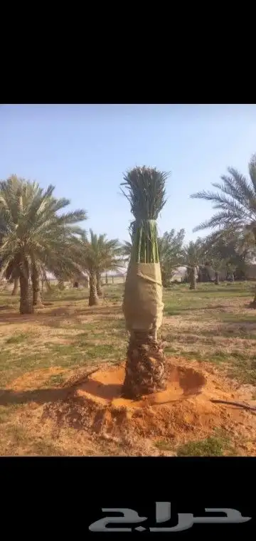 جميع انواع انخيل عربي واشنطني 1