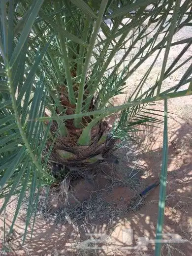 جميع انواع انخيل عربي واشنطني 6