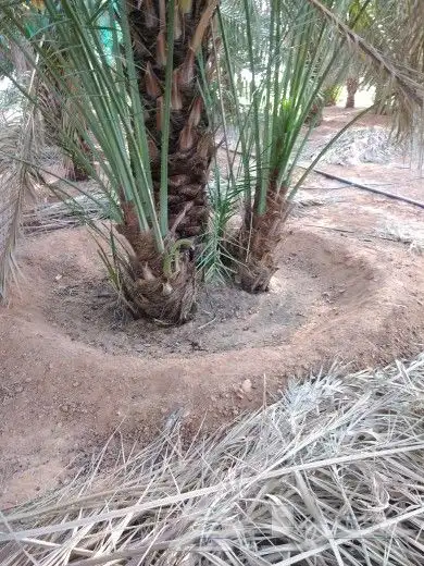 جميع انواع انخيل عربي واشنطني 4