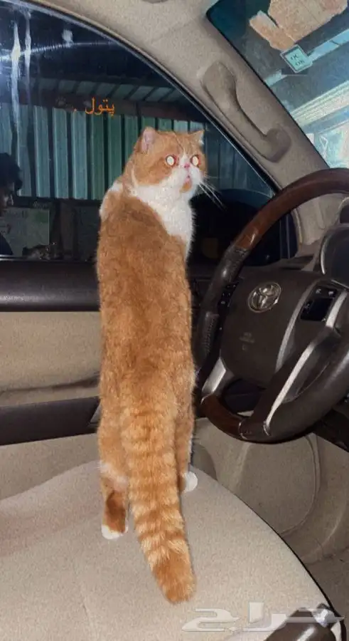 سكوتش فولد للبيع 2