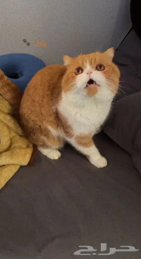 سكوتش فولد للبيع 4