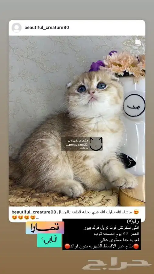 سكوتش فولد تربل فولد قولد كيتن بيور مسجل سكوتش قطط قط قطوه 7