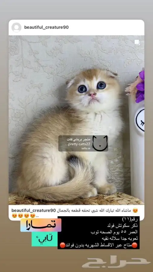 سكوتش فولد تربل فولد قولد كيتن بيور مسجل سكوتش قطط قط قطوه 8