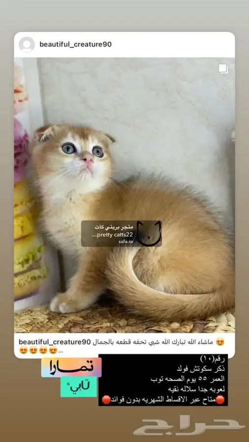 سكوتش فولد تربل فولد قولد كيتن بيور مسجل سكوتش قطط قط قطوه 10