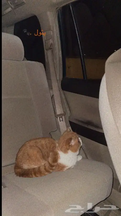 سكوتش فولد للبيع 1