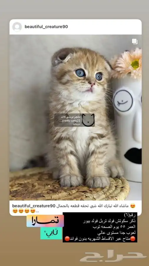 سكوتش فولد تربل فولد قولد كيتن بيور مسجل سكوتش قطط قط قطوه 9