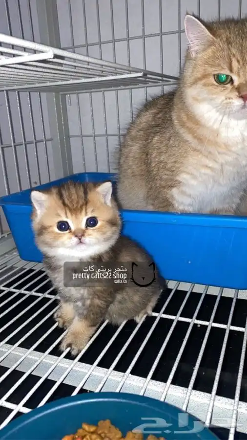 سكوتش فولد تربل فولد قولد كيتن بيور مسجل سكوتش قطط قط قطوه 0