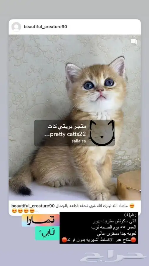 سكوتش فولد تربل فولد قولد كيتن بيور مسجل سكوتش قطط قط قطوه 6