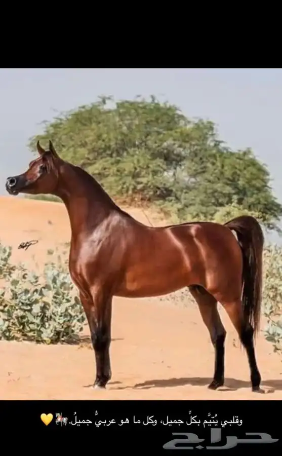 تعليم عل ركوب الخيل وسياسة الخيل 1