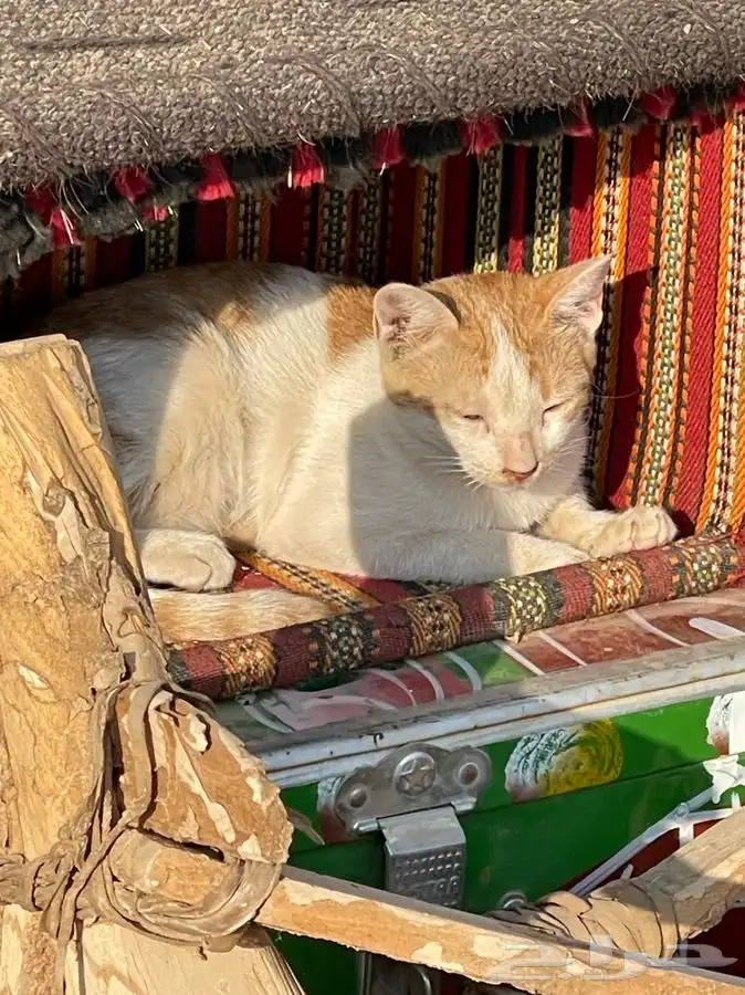 مجسم خيمة شعر 4