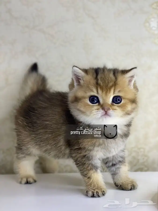 سكوتش فولد تربل فولد قولد كيتن بيور مسجل سكوتش قطط قط قطوه 2