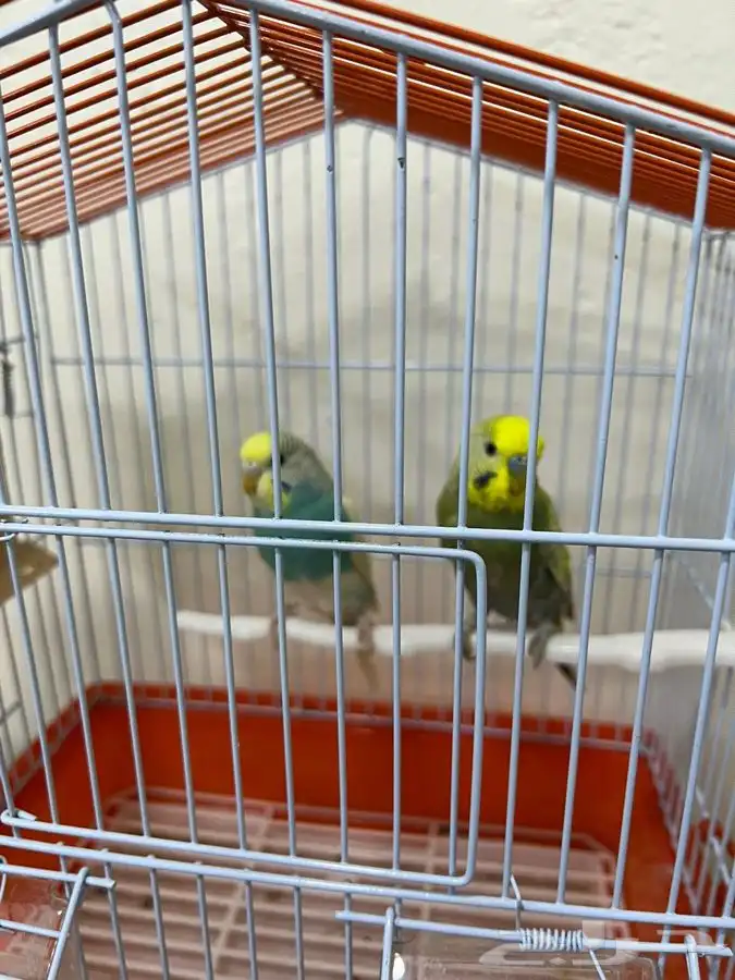 زوج طيور الحب مميز 3