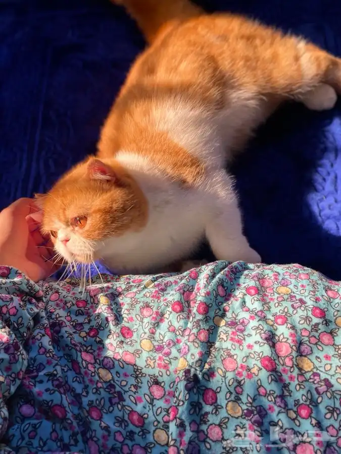 سكوتش فولد للبيع 0