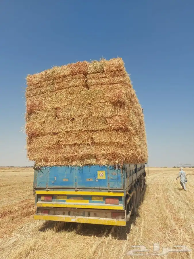 ذره جيزانيه ناعمه 11