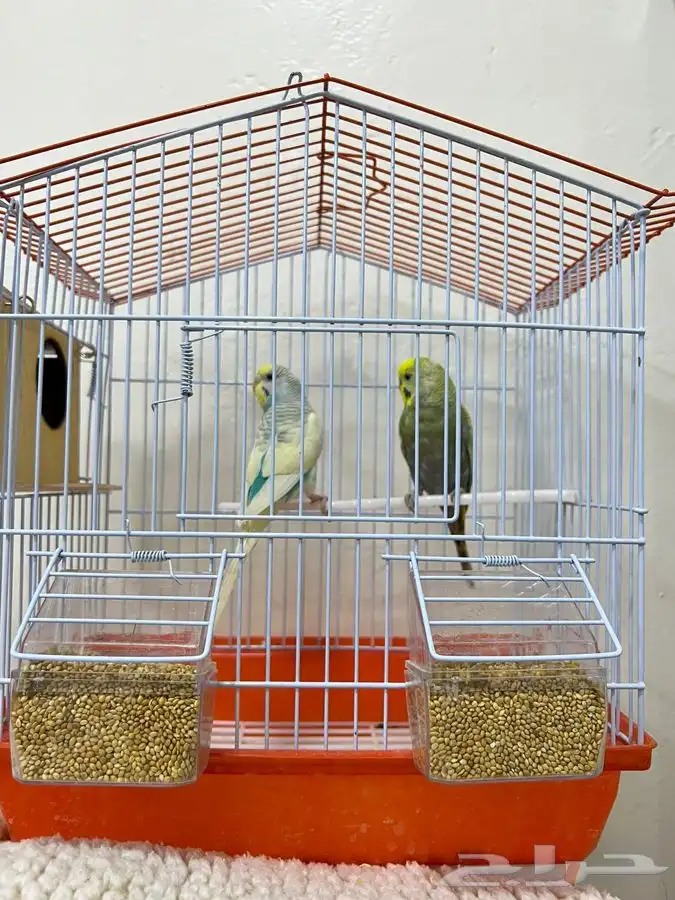زوج طيور الحب مميز 1