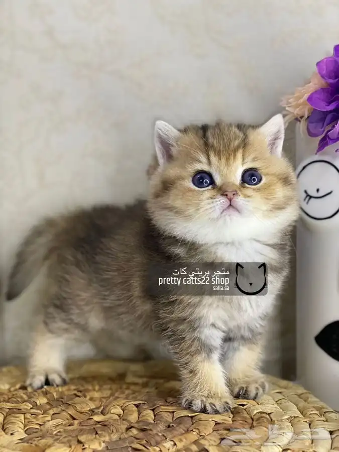 سكوتش فولد تربل فولد قولد كيتن بيور مسجل سكوتش قطط قط قطوه 4